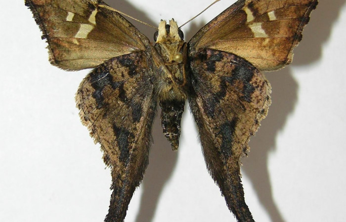 Fig.4. Adulto de <i>Typhedanus undulatus</i>. Voucher: 10-SRNP-80171-DHJ528581