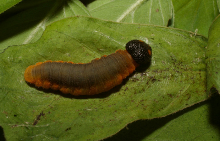 Fig.7. Larva de []i]Typhedanus undulatus</i>. 22mm de longitud en penúltimo estadío. Voucher: 14-SRNP-81260-DHJ714427.jpg.