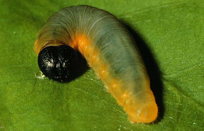 Fig.9. Larva de <i>Typhedanus undulatus</i>. 20mm de longitud en penúltimo estadío. Voucher: 97-SRNP-6582-DHJ43621.jpg