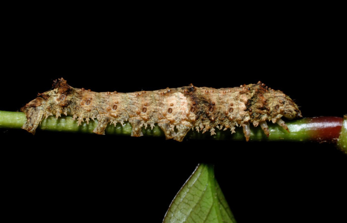 Figura 14. Larva <i>Coronidia leachii</i> (Sematuridae). en último estadío (U), vista lateral, localidad Sendero Derrumbe, Sector Cacao ACG (1220m). Voucher: 09-SRNP-35431-DHJ455486.jpg.
