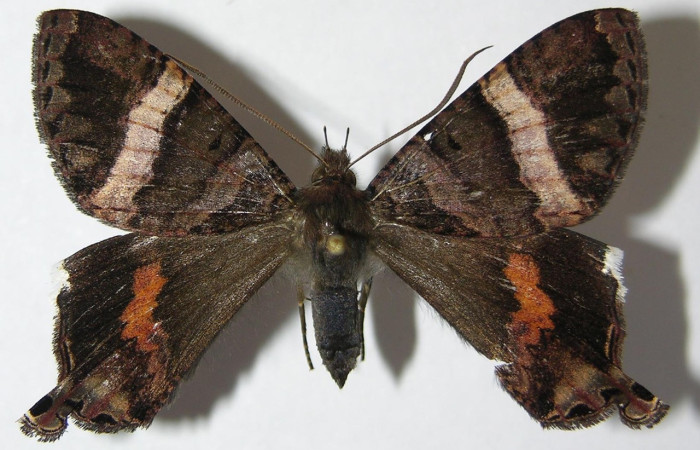 Figura 16. Adulto de <i>Coronidia leachii</i> (Sematuridae), vista dorsal, localidad localidad Sendero Derrumbe, Sector Cacao ACG (1220m). Voucher: 09-SRNP-35431-DHJ516196.jpg.