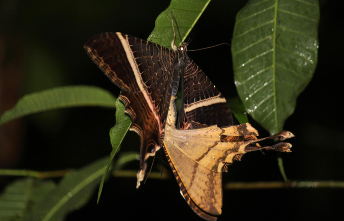 Figura 1. Adulto de <i>Sematura luna</i> (Sematuridae), vista dorsal, localidad Estacion Los Almendros Sector El Hacha ACG (290m). Voucher: 22-SRNP-20993-DHJ774675.jpg.