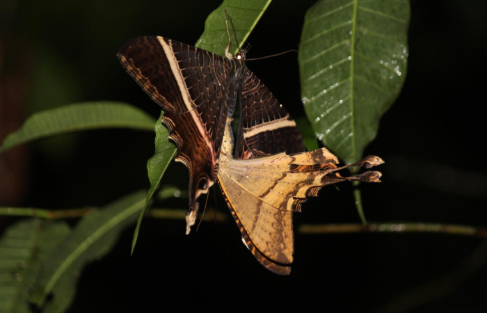 Figura 13. Adulto de <i>Sematura luna</i> (Sematuridae). vista dorsal, localidad Estacion Los Almendros Sector El Hacha ACG (290m). Voucher: 22-SRNP-20993-DHJ774676.jpg.