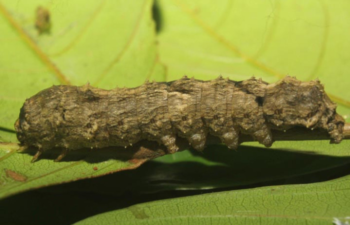 Figura 4. Larva <i>Sematura luna</i> (Sematuridae), en último estadío (U), vista lateral, localidad Medrano Estación Quica, Sector Pitilla ACG (380m). Voucher: 25-SRNP-70357-DHJ798534 .jpg.