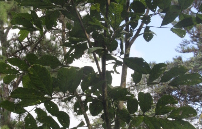 Figura 18. Planta hospedera de larva <i>Sematura luna</i> (Sematuridae), esta planta se llama <i>Nephelium lappaceum</i> (introducida) (Sapindaceae), localidad Medrano, Estación Biológica Quica Sector Pitilla ACG (380m), foto: Ricardo Calero, 10 
Enero 2026.