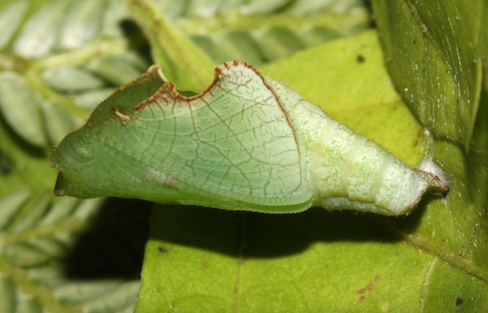 Figura 11. Lateral Dorsal entero <i>Callicore aerias</i>, (Nymphalidae). Sector Pitilla, Ingas, (elevación 580 metros). Colectada 12 junio 2013. (13-SRNP-30919-DHJ701229.jpg).