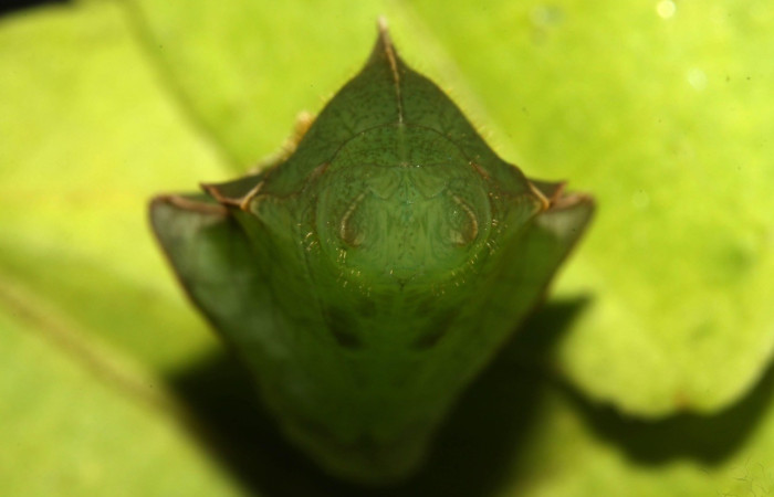 Figura 12. Parte de frente <i>Callicore aerias</i>, (Nymphalidae). Sector Pitilla, Ingas, (elevación 580 metros). Colectada 12 junio 2013. (13-SRNP-30919-DHJ701232.jpg).