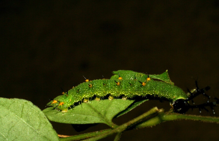 Figura 2. Lateral entero <i>Callicore aerias</i>, (Nymphalidae), en la planta <i>Paullinia costaricensis</i> (Sapindaceae). Sector Rincon Rain Forest, Sendero Rincon, (elevación 430 metros). Colectada 30 julio 2005. (05-SRNP-41961-DHJ407332.jpg).