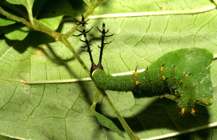 Figura 3. Dorsal entero <i>Callicore aerias</i>, (Nymphalidae), en la planta <i>Paullinia costaricensis</i> (Sapindaceae). Sector Rincon Rain Forest, Sendero Rincon, (elevación 430 metros). Colectada 30 julio 2005. (05-SRNP-41961-DHJ407335.jpg).