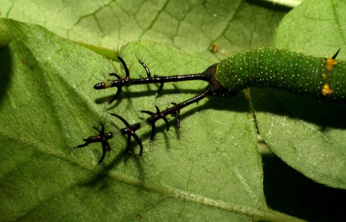 Figura 5. Cachos <i>Callicore aerias</i>, (Nymphalidae), en la planta <i>Paullinia costaricensis</i> (Sapindaceae). Sector Rincon Rain Forest, Sendero Rincon, (elevación 430 metros). Colectada 30 julio 2005. (05-SRNP-41961-DHJ407338.jpg).