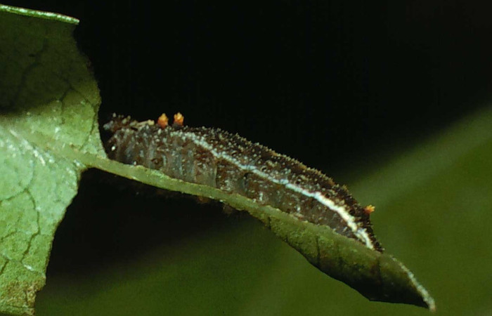 Fig 13. Vista lateral de la larva de <i>Adelpha tracta</i> (Nymphalidae), en la planta hospedera <i>Viburnum costaricanum</i> (Adoxaceae).Voucher: 01-SRNP-21156-DHJ62268.jpg       