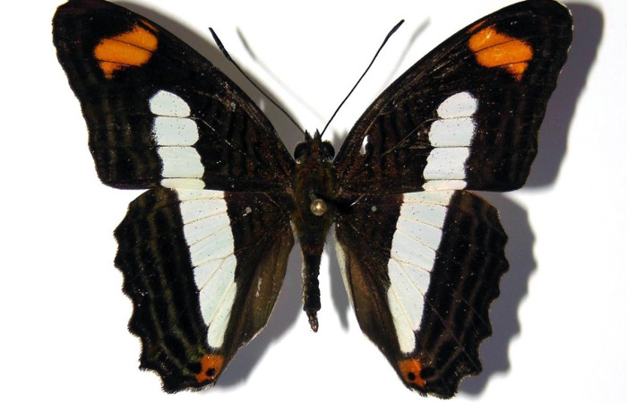 Fig. 29. Vista dorsal de macho adulto de <i>Adelpha iphiclus</i> (Nymphalidae) Voucher: 03-SRNP-14991-DHJ98876.