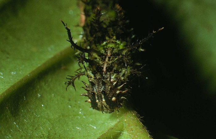 Fig. 3. Vista de la cabeza de <i>Adelpha</i> basiloidesDHJ02 (Nymphalidae) en su planta hospedera <i>Bertiera bracteosa</i> (Rubiaceae).Voucher: 03-SRNP-21218-DHJ78551.jpg.       