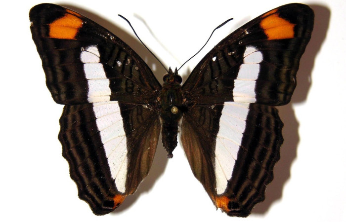 Fig. 19. Vista dorsal de adulto macho de <i>Adelpha</i> basiloidesDHJ02 (Nymphalidae). Voucher: 03-SRNP-22499-DHJ98630