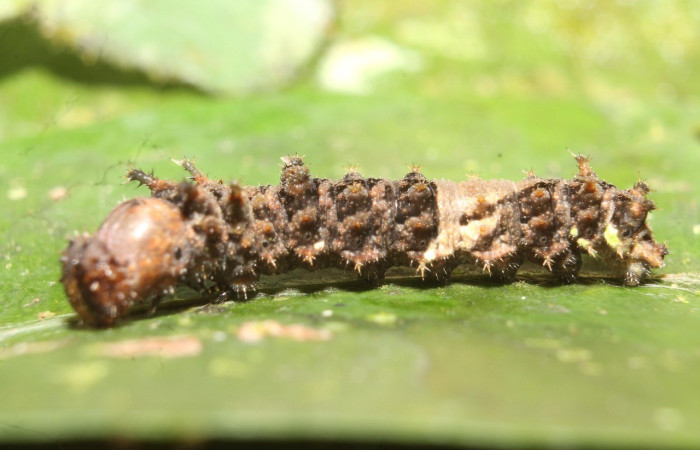 Fig. 4. Vista lateral de una larva de <i>Adelpha</i> basiloidesDHJ02 (Nymphalidae), alimentándose de <i>Ixora nicaraguensis</i> (Rubiaceae), aquí se nota un significativo cambio en la coloración; esto debido a que su planta huésped es otra, en varias especies de orugas, la composición de la dieta (incluyendo pigmentos y compuestos de la planta) cambia su color. Voucher: 13-SRNP-45241-DHJ718149.jpg    