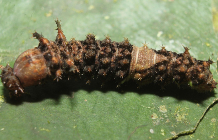 Fig. 5. Vista dorsal de <i>Adelpha</i> basiloidesDHJ02 (Nymphalidae), en la planta hospedera <i>Ixora nicaraguensis</i> (Rubiaceae). Voucher: 13-SRNP-45241-DHJ718154.jpg       