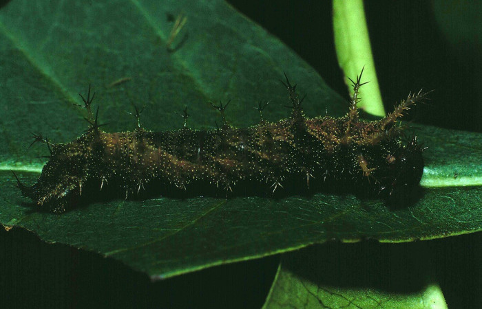 Fig. 15 Vista lateral de la larva <i>Adelpha iphiclus</i> (Nymphalidae) alimentándose de <i>Calycophyllum candidissimum</i> (Rubiaceae). Voucher: 87-SRNP-630-DHJ9946.jpg       
