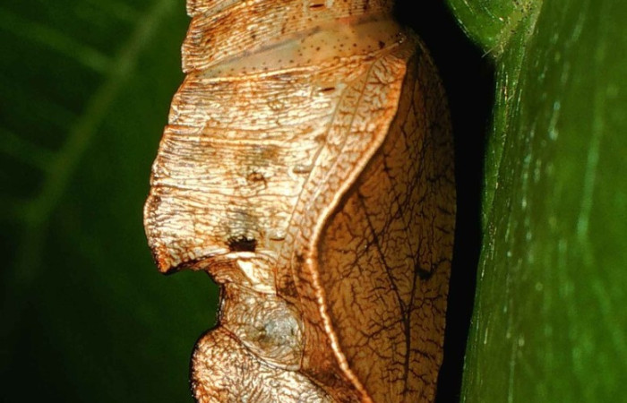 Fig. 18. Vista lateral de la pupa de <i>Adelpha tracta</i> (Nymphalidae). Voucher: 99-SRNP-1062-DHJ50412.jpg       