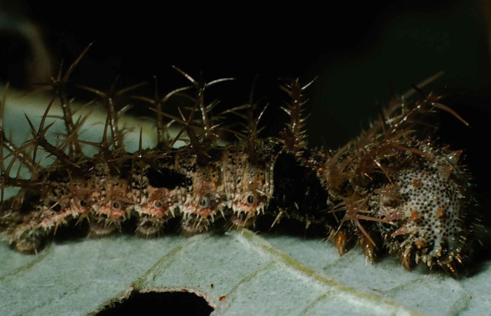 Fig. 14. Vista de la larva <i>Adelpha pseudaethalia</i> (Nymphalidae) en la planta hospedera <i>Cecropia peltata</i> (Urticaceae). Voucher: 99-SRNP-1130-DHJ50505.jpg       