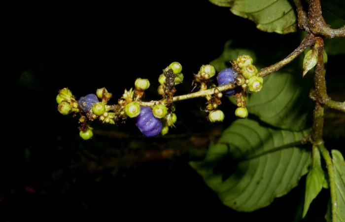 Fig. 30. Vista de las flores de la planta hospedera de <i>Adelpha</i> basiloidesDHJ02, <i>Bertiera bracteosa</i> (Rubiaceae). Foto tomada de la apps PlantNet