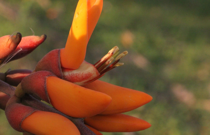 Figura. 12 Flores, <i>Erythrina fusca</i>, (Fabaceae). Area de Conservación Guanacaste, Sector Rincón
Rain Forest, Selva. (elevación 410 metros), colectada el 22 marzo 2024 Foto, Jorge Hernández.