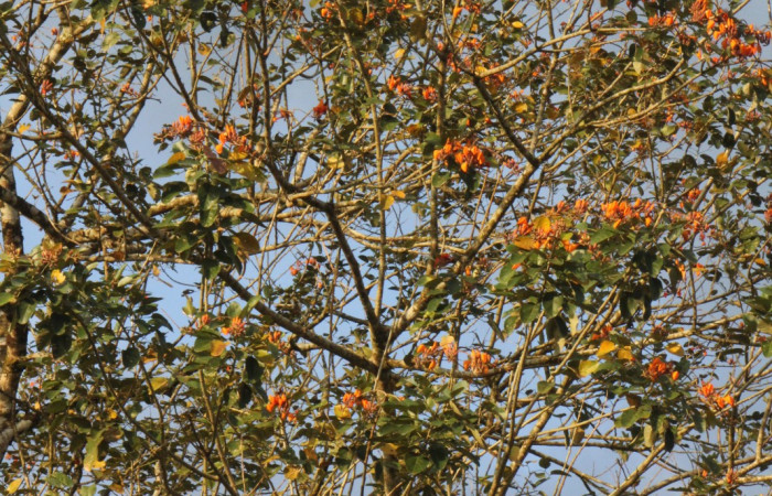 Figura. 2 Habitad, <i>Erythrina fusca</i>, (Fabaceae). Area de Conservación Guanacaste, Sector Rincón
Rain Forest, Selva. (elevación 410 metros), colectada el 22 marzo 2024 Foto, Jorge Hernández.