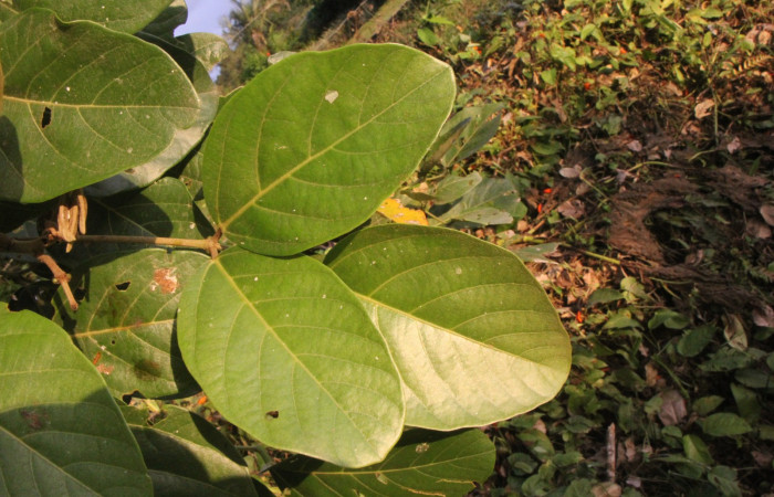 Figura. 4 Posición hojas haz, <i>Erythrina fusca</i>, (Fabaceae). Area de Conservación Guanacaste, Sector Rincón
Rain Forest, Selva. (elevación 410 metros), colectada el 22 marzo 2024 Foto, Jorge Hernández.