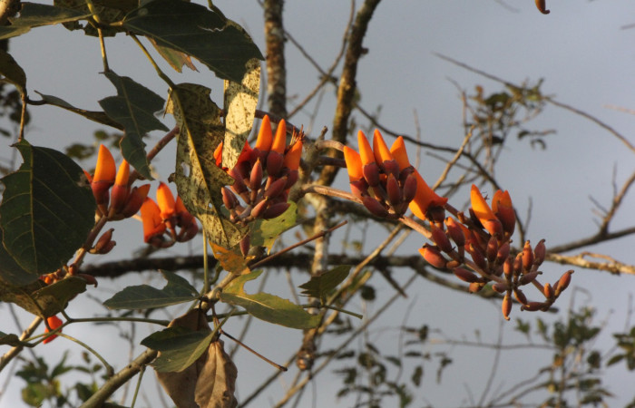 Figura. 7 Flores en racimo, <i>Erythrina fusca</i>, (Fabaceae). Area de Conservación Guanacaste, Sector Rincón
Rain Forest, Selva. (elevación 410 metros), colectada el 22 marzo 2024 Foto, Jorge Hernández.