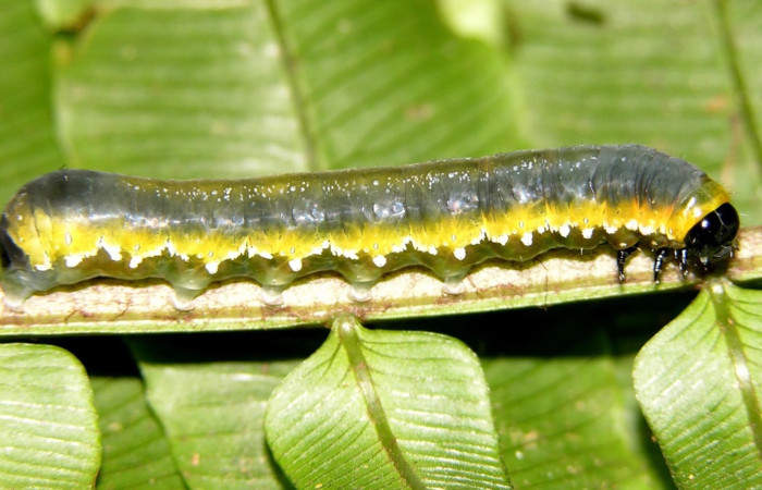 Figura 9. Larva de <i>Phuphena</i> cilixDHJ02 (Noctuidae)  vista lateral. (04-SRNP-34398-DHJ401546)