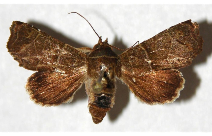 Figura 1. Adulto de <i>Phuphena</i> cilixDHJ02 (Noctuidae) (hembra) vista dorsal 04-SRNP-34691-DHJ320822)