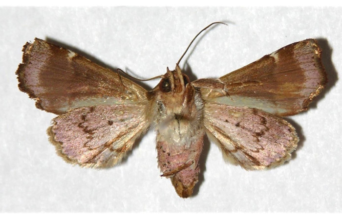 Figura 2. Adulto de <i>Phuphena</i> cilixDHJ02 (Noctuidae) (hembra) vista ventral 04-SRNP-34691-DHJ320823)