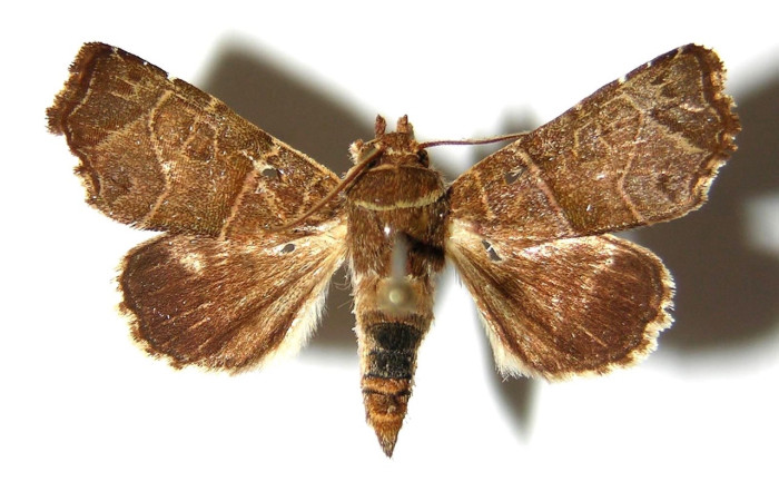 Figura 3. Adulto de <i>Phuphena</i> cilixDHJ02 (Noctuidae) (macho) vista dorsal. (05-SRNP-33332-DHJ328660)