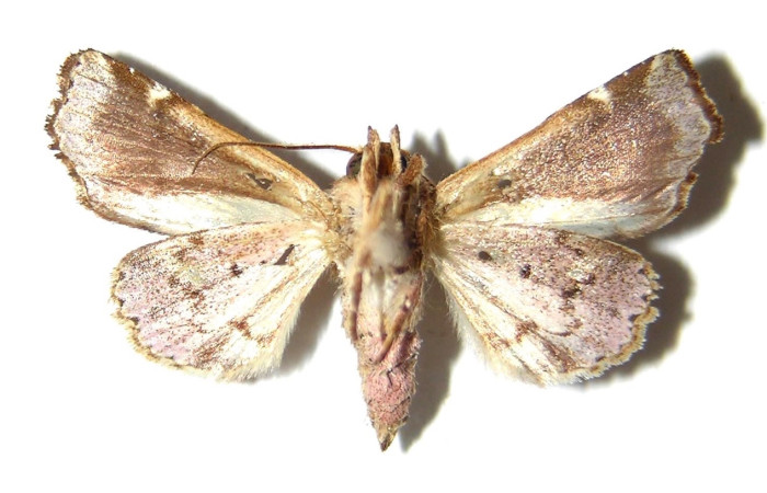Figura 4. Adulto de <i>Phuphena</i> cilixDHJ02 (Noctuidae) (macho) vista ventral. (05-SRNP-33332-DHJ328661)