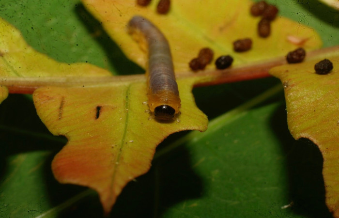 Figura 7. Larva de <i>Phuphena</i> cilixDHJ02 (Noctuidae) en penúltimo estadio vista de la cabeza. 09-SRNP-21478-DHJ466079)