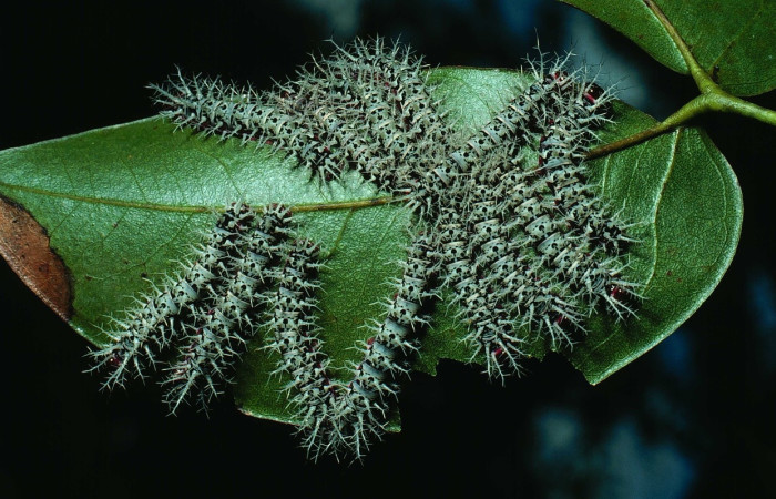 Fig. 10 Larva <i>Dirphia avirosensis</i> (Saturniidae), Sendero Cima, Sector Santa Rosa, 675m. 82-SRNP-276- DHJ4004.jpg 