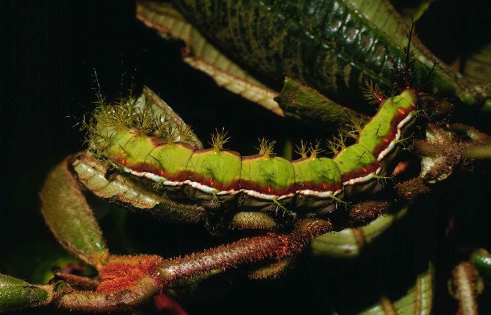 Fig. 12 Larva <i>Dirphia horcana</i> (Saturniidae), mide 78mm. Sendero Cima, Sector Cacao, 1460m. 99-SRNP-1744-DHJ50627.jpg 