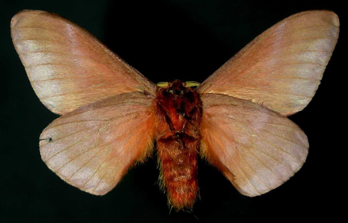 Fig. 15 Adulto <i>Dirphia avirosensis</i> (Saturniidae), mide 64m Sendero Cima, Sector Santa Rosa, 675m. 96-SRNP-8742-DHJ31180. 