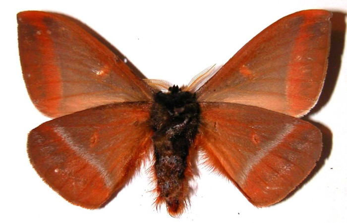Fig. 18 Adulto <i>Dirphia horcana</i> (Saturniidae), mide 64;Sendero Cima, Sector Santa Rosa, 675m. 98-SRNP-3824-DHJ36145. 