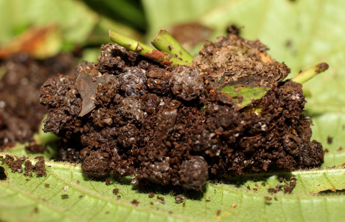 Fig. 7 Pupa <i>Dirphia horcana</i> (Saturniidae), mide 78mm. Sendero Cima, Sector Cacao, 1460m.18-SRNP-35665-DHJ747098.jpg 