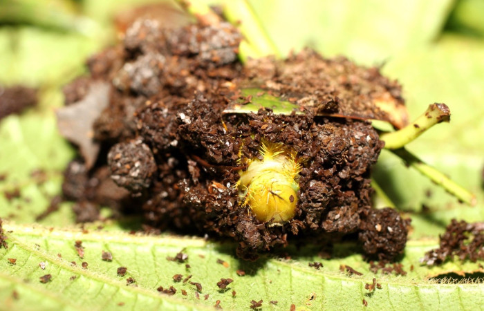Fig. 8 Pupa <i>Dirphia horcana</i> (Saturniidae), mide 78mm. Sendero Cima, Sector Cacao, 1460m.18-SRNP-35652-DHJ769099.jpg 