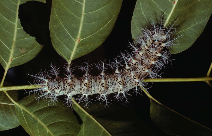 Fig. 9 Larva <i>Dirphia avirosensis</i> (Saturniidae), Area administrativa, Sector Santa Rosa, 675m. 80-SRNP-235- DHJ1453.jpg 