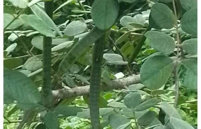 Fig. 19. Vista de las hojas de <i>Senna atomaria</i> (Fabaceae). Foto, tomada Pl@ntNet.