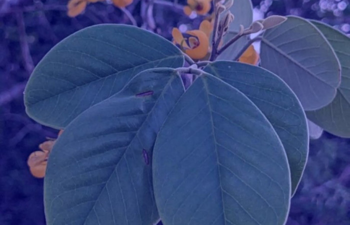 Fig. 18. Vista haz hojas; y flores de <i>Senna atomaria</i> (Fabaceae). Foto tomada Pl@ntNet.