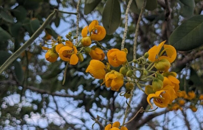 Fig. 20. Vista de las hojas de <i>Senna atomaria</i> (Fabaceae). Foto, Nelson Zamora, Colección plantas ACG.