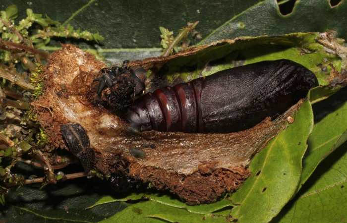 Fig. 9. Vista lateral de la pupa de <i>Thysania zenobia</i> (Erebidae). Voucher: 20-SRNP-20929-DHJ773500.jpg