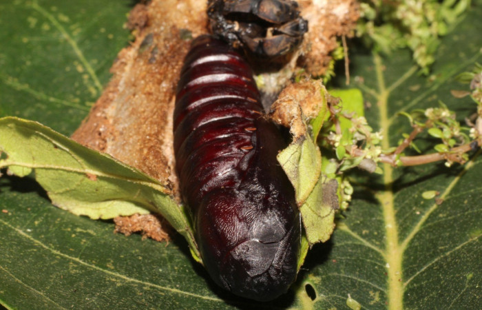 Fig. 10. Vista lateral de frente de pupa de <i>Thysania zenobia</i> (Erebidae). Voucher: 20-SRNP-20929-DHJ773501.jpg