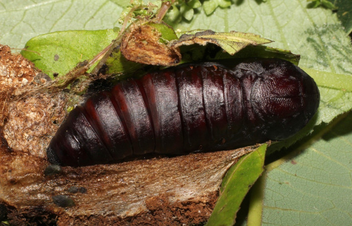 Fig. 11. Vista ventral de pupa de <i>Thysania zenobia</i> (Erebidae). Voucher: 20-SRNP-20929-DHJ773505.jpg