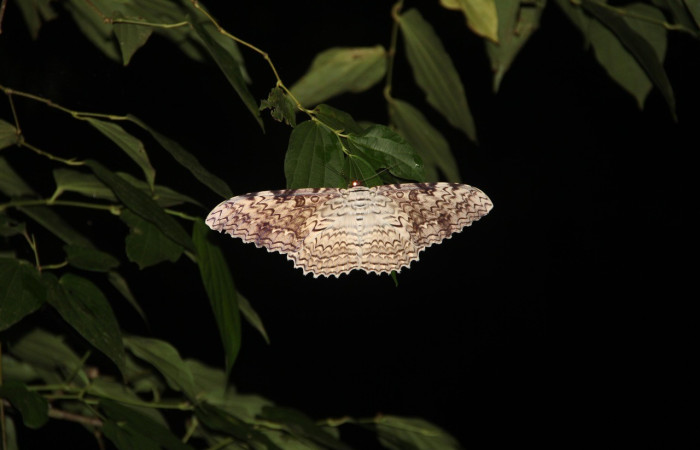 Fig. 1. Vista dorsal del adulto de <i>Thysania agrippina</i> (Erebidae); esta mariposa tiene una envergadura aproximada de 130 mm a 140 mm entre ambas alas. Voucher: 20-SRNP-21165-DHJ773538.jpg.