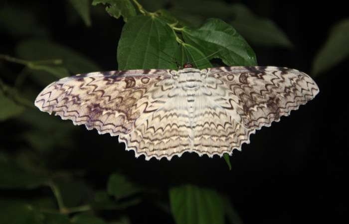 Fig. 2. Adulto de <i>Thysania agrippina</i> (Erebidae), este adulto posado sobre una planta en el bosque. Sus colores cafés y grises hacen una mezcla que le permite camuflarse en el entorno del bosque. Voucher: 20-SRNP-21165-DHJ773539.jpg.