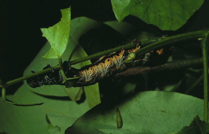Fig. 8. Vista lateral entera de <i>Thysania zenobia</i> (Erebidae), en planta hospedera <i>Senna atomaria</i> (Fabaceae). Voucher: 86-SRNP-101-DHJ9572.jpg